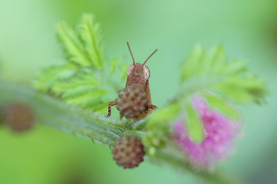 Close-up of insect on plant