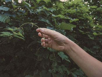 Close-up of hand holding plant