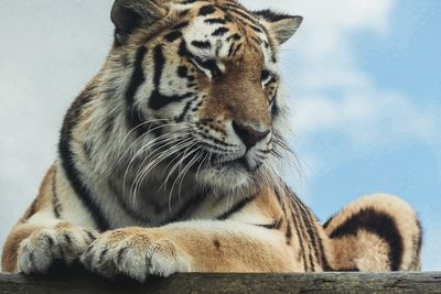 Close-up of tiger relaxing outdoors