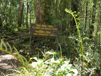 Plants and trees in forest