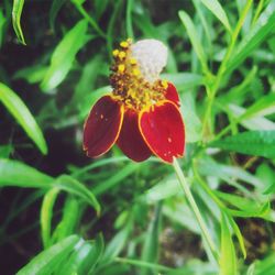 Close-up of flowers blooming in field