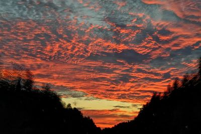 Low angle view of silhouette trees against orange sky