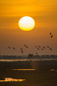 Silhouette birds flying against orange sky during sunset