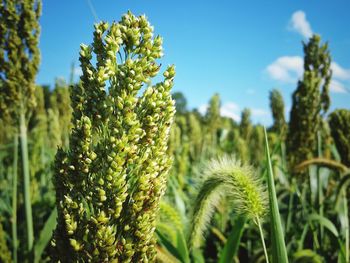 Close-up of fresh green plants on field against sky