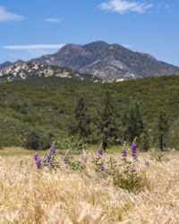 Lavender flowers growing on field against mountains