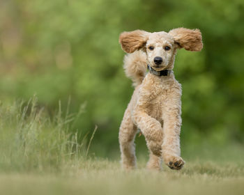 Portrait of dog running on field