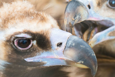 Close-up portrait of a bird