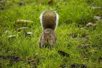 Squirrel on a field