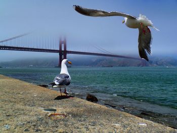 Seagull flying over river