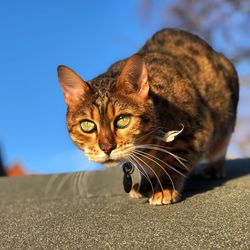 Close-up portrait of cat against sky