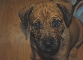 Close-up portrait of dog