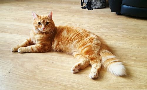 Portrait of ginger cat sitting on hardwood floor