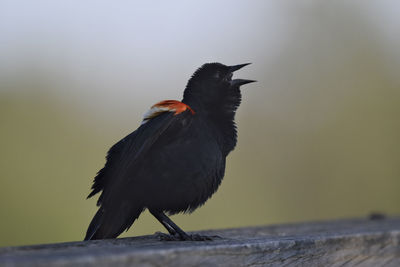 Close-up of  black bird perching on railing against sky