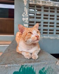 Close-up of a cat looking away