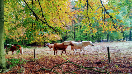 Horses in a field