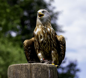 Close-up of bird perching on wooden post