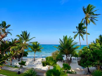 Palm trees by swimming pool against sky