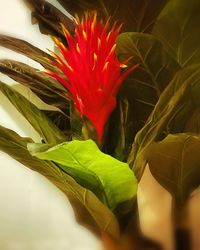 Close-up of red flower