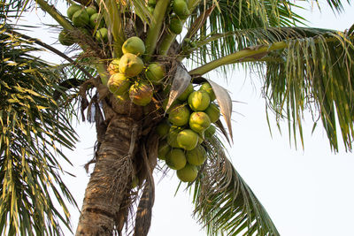 Low angle view of coconut palm tree against sky