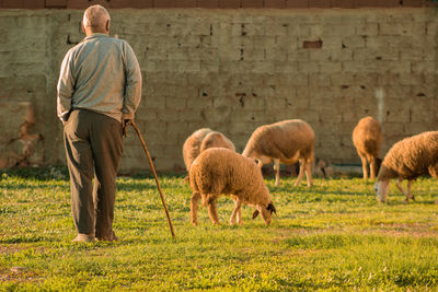 A shepherd standing with sheeps