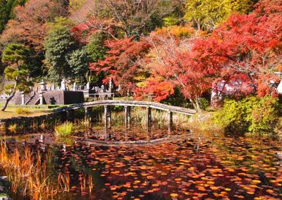 Scenic view of lake in park during autumn