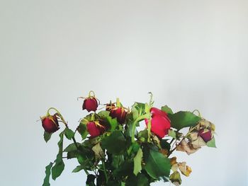 Close-up of red roses against white background