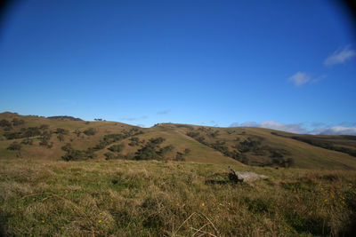 Scenic view of landscape against blue sky