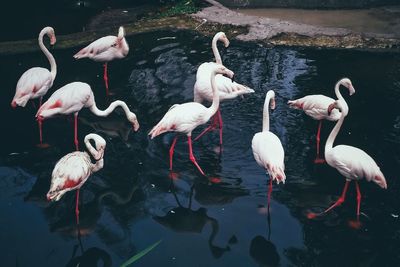 Birds in lake