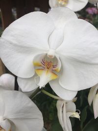 Close-up of white rose flower