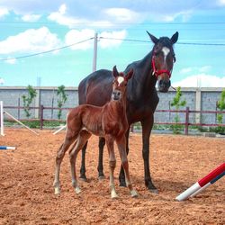 Portrait of horse with pony standing in animal pen against sky