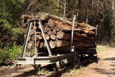 Stack of wooden logs in forest