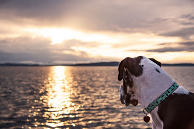 Close-up of great dane looking at sea against sky during sunset