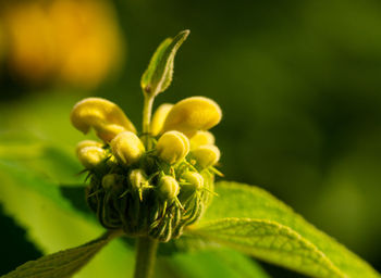 Close-up of flowering plant