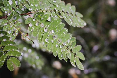 Close-up of wet plant leaves during rainy season