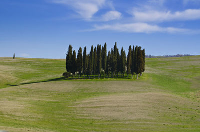 Cypress trees growing on grassy field against sky