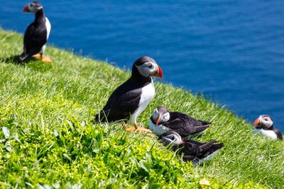 View of ducks on grass