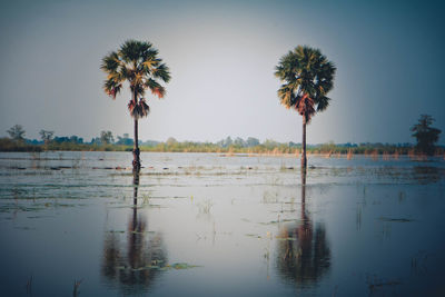 Palm trees by lake against sky