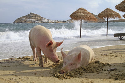 Pigs relaxing at a beach in mykonos, greece