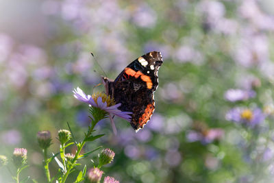 Red vanessa buterfly