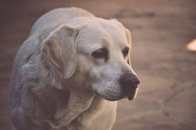 Close-up of a dog looking away