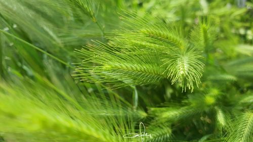 Close-up of pine tree on field