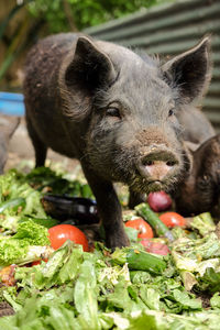 Close-up of pigs eating vegetables