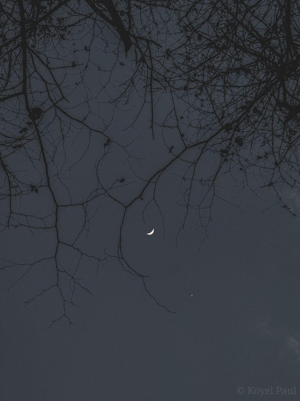 LOW ANGLE VIEW OF BARE TREE AGAINST SKY