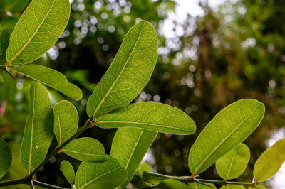 Close-up of plant leaves