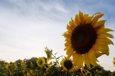 Close-up of sunflower against sky