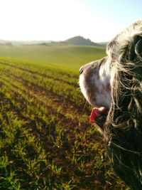 Close-up of dog looking at agricultural field