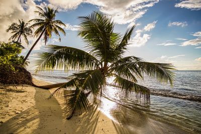 Palm trees on beach against sky