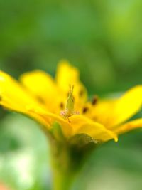 Close-up of insect on yellow flower