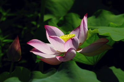 Close-up of pink lotus water lily