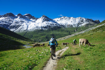 Rear view of person riding horse on snowcapped mountains